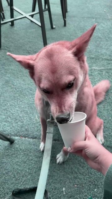 Is it rude to bring your dog everywhere?