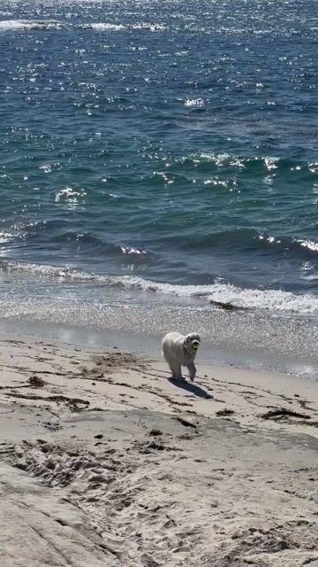 Saw this little guy and immediately ignited an urge to foster a puppy - is that a bad idea?