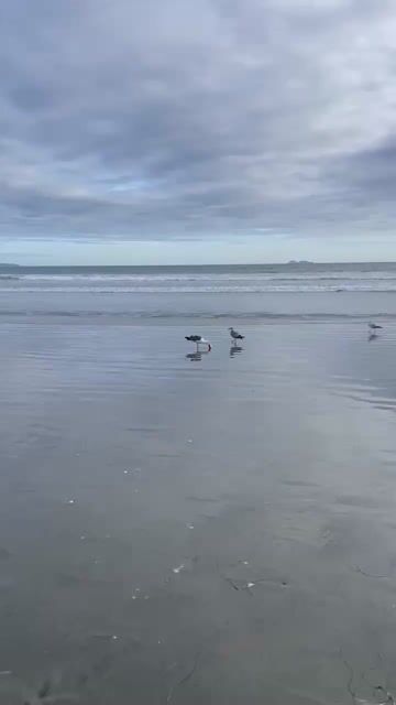 Look like this seagull was hungry, would you also try to eat a rubber football? 