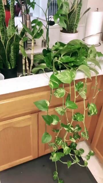 How many live plants are in your home