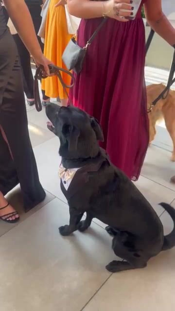 Should dogs be allowed to black tie events if they are dressed the part?