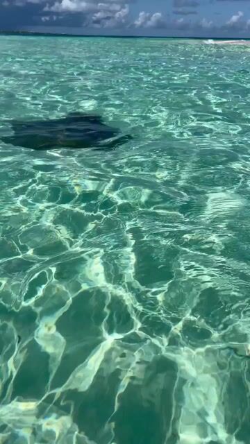 Would you ever swim with manta rays?