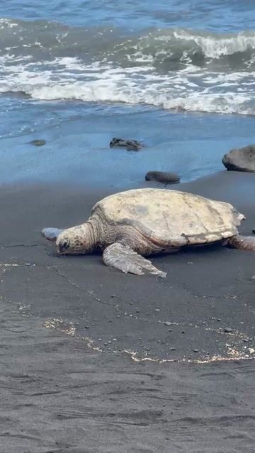 Would you give up your current life to become a sea turtle?
