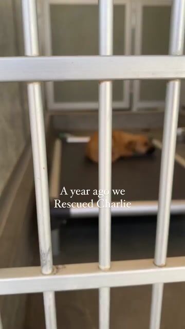 Would you do this for your dog?