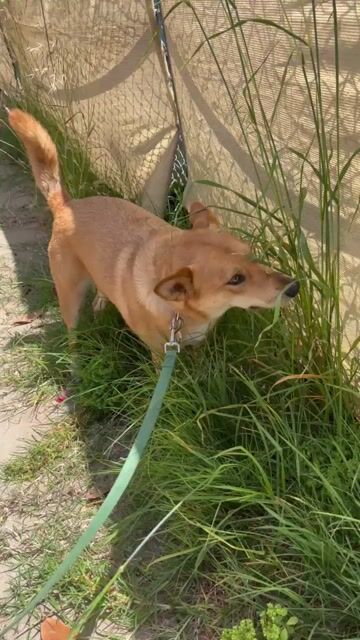 Anyone else’s dog love to eat grass all the time