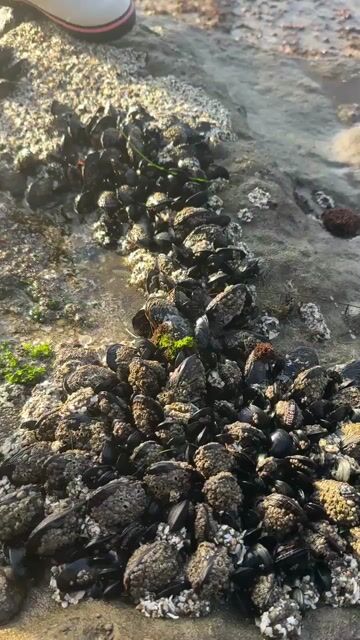 would u go musseling?