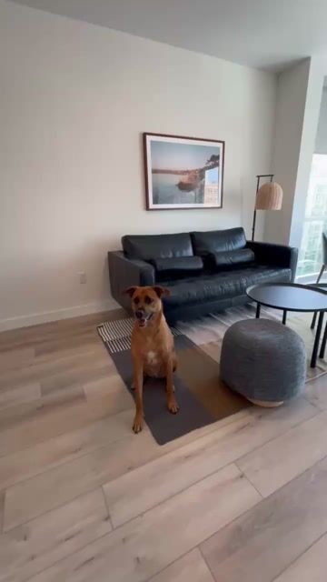 Does your dog play catch? 