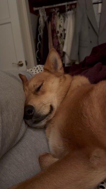 Anyone else’s dog use them as a personal pillow?
