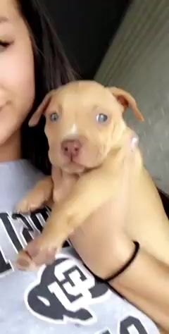 If you saw this puppy available for adoption, would you be able to resist taking her home?