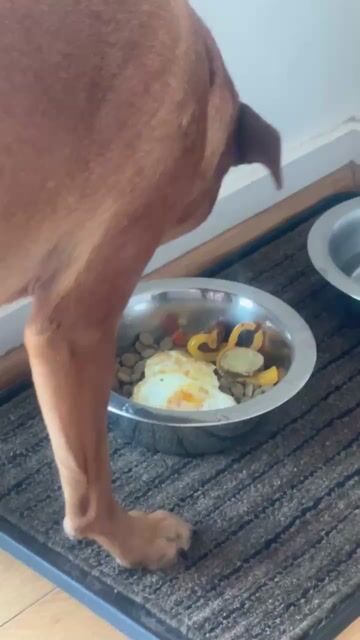 Do you ever give your dog some extra yum Yums in his food? 