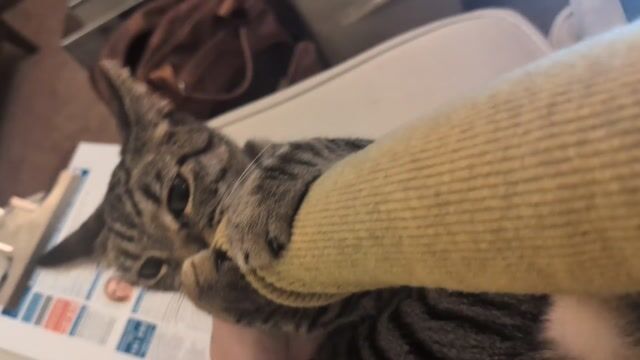Should I keep this cat?