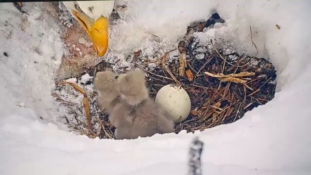 Who else is obsessed with watching the eaglets hatch and Jackie & Shadow feed them fresh fish in the snow on the Live Cam?