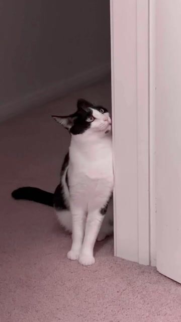 Personality-wise, would you classify yourself as a cat or dog?