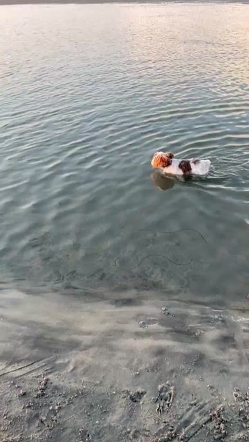 Does your dog enjoy swimming or do they hate the water?