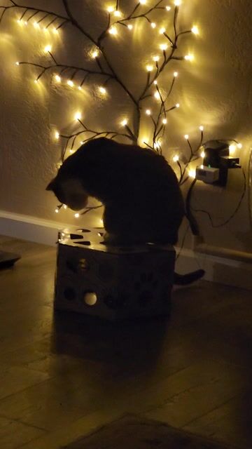 What type of toys do your cats like? 