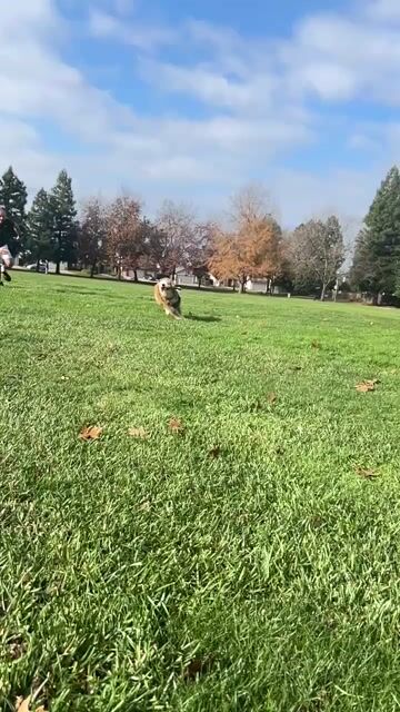 What’s the best kind of dog? 