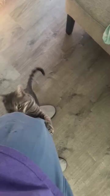 Do you like cats?