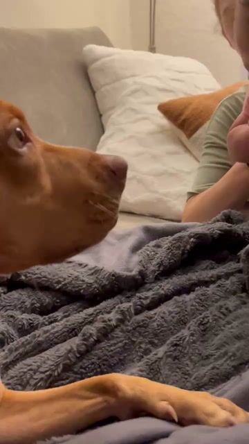 Would you let your baby around a pitbull?