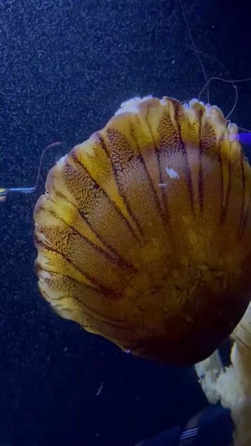 Have you been to the Birch Aquarium? 