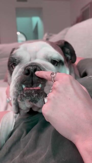 Do you let your dog on the couch?