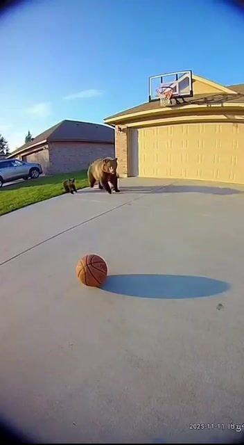 Have you been tricked by one of these AI animal house camera videos?