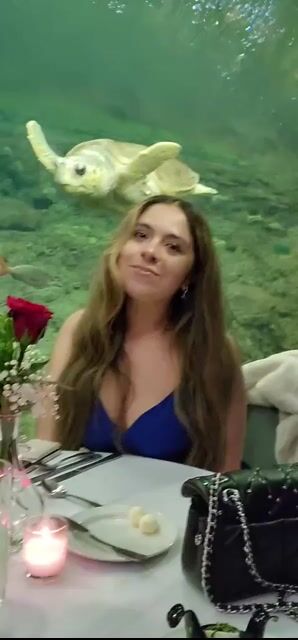 Would you have dinner with turtles?