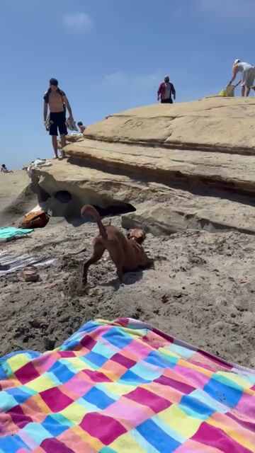 Would you go to a dog friendly beach?
