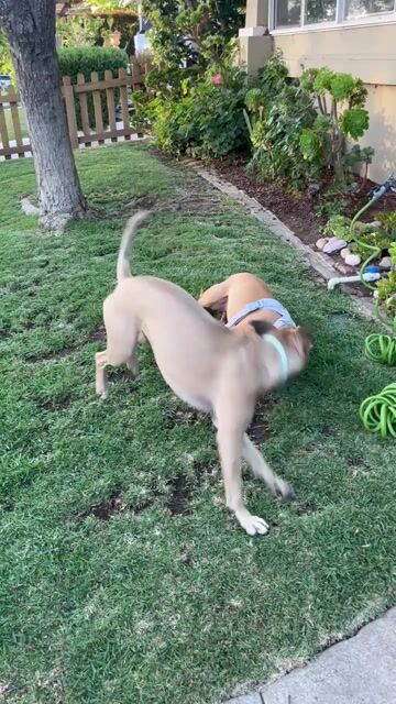 If you could give up years of your life to increase your dog’s lifespan, would you do it?