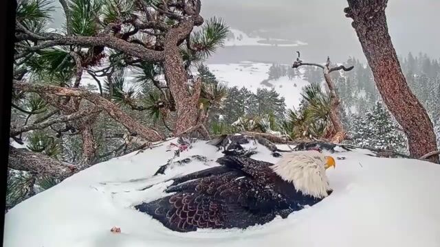 To give you an idea just how big eagles are, the male, seen flying in here just grabbed an American Coot, which is just a little smaller than a duck. Male eagles are also smaller than the females. The nest is about 6’ in diameter. Did you know this?
