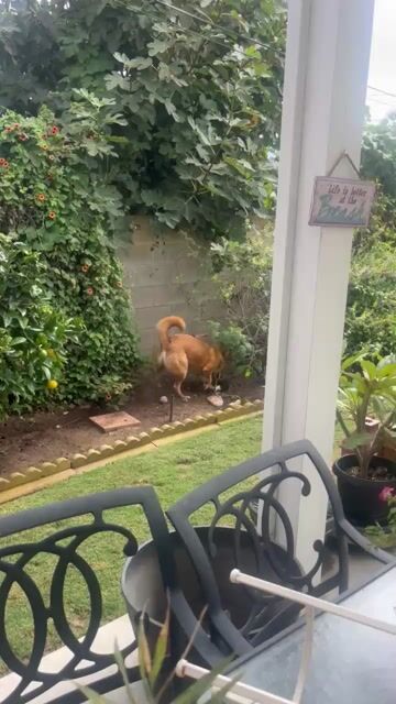 Do you stop your dog when they’re digging in the backyard or just let them live their best life