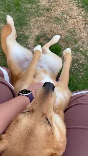 Anyone else’s dog lay against them like this? Or is mine broken?