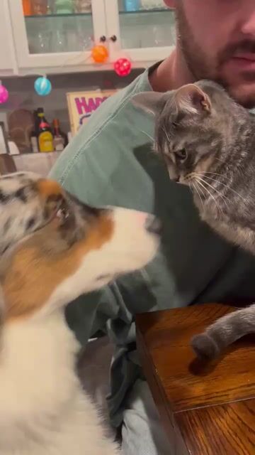  How many pets is too many pets?