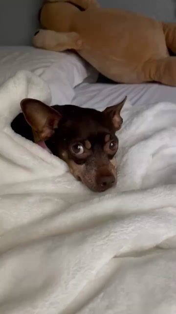 Do you let your dogs sleep in bed with you? 