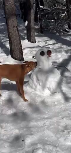 Do you like the snow?